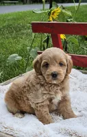 Dorie, a female Goldendoodle and Poodle - Miniature  for sale in Leesburg, OH – 5 of 8
