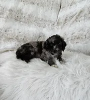Berlin , a male Goldendoodle and Poodle - Miniature  for sale in Leesburg, OH – 4 of 7