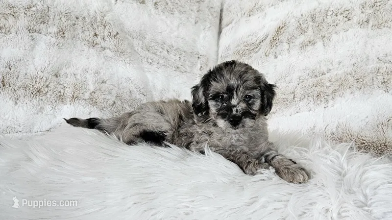 Boston  – Goldendoodle, Poodle - Miniature  puppy for sale in Leesburg, OH