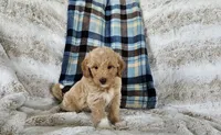 Branson , a male Goldendoodle and Poodle - Miniature  for sale in Leesburg, OH – 2 of 9