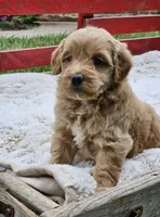 Dorie, a female Goldendoodle and Poodle - Miniature  for sale in Leesburg, OH – 2 of 8