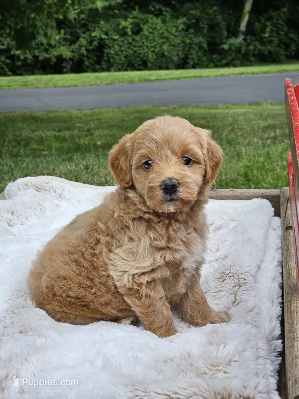Dorie – Goldendoodle, Poodle - Miniature  puppy for sale in Leesburg, OH