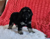Detroit , a male Goldendoodle and Poodle - Miniature  for sale in Leesburg, OH – 3 of 10