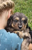Dallas , a male Goldendoodle and Poodle - Miniature  for sale in Leesburg, OH – 2 of 9