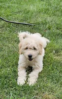 Bristol , a male Goldendoodle and Poodle - Miniature  for sale in Leesburg, OH – 3 of 10