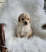 Maximus , a male Miniature Goldendoodle for sale in Leesburg, OH – Photo 3 of 7