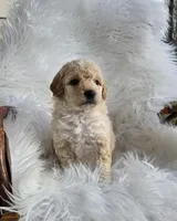 Maximus , a male Miniature Goldendoodle for sale in Leesburg, OH – Photo 2 of 7