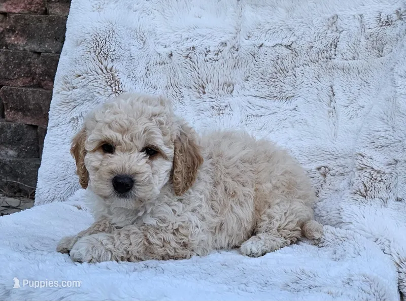 Maximus  – Miniature Goldendoodle puppy for sale in Leesburg, OH