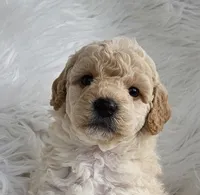 Maximus , a male Miniature Goldendoodle for sale in Leesburg, OH – Photo 1 of 7