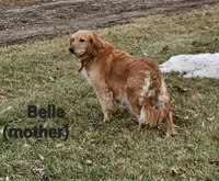 Maximus , a male Miniature Goldendoodle for sale in Leesburg, OH – Photo 7 of 7