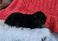 Denver , a male Goldendoodle and Poodle - Miniature  for sale in Leesburg, OH – 3 of 10