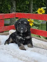Detroit , a male Goldendoodle and Poodle - Miniature  for sale in Leesburg, OH – 5 of 9