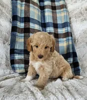 Branson , a male Goldendoodle and Poodle - Miniature  for sale in Leesburg, OH – 5 of 9