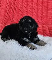 Detroit , a male Goldendoodle and Poodle - Miniature  for sale in Leesburg, OH – 6 of 10