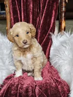 Branson , a male Goldendoodle and Poodle - Miniature  for sale in Leesburg, OH – 2 of 8