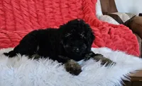 Denver , a male Goldendoodle and Poodle - Miniature  for sale in Leesburg, OH – 6 of 10