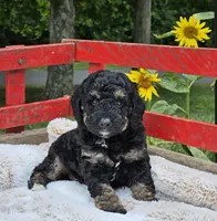 Detroit , a male Goldendoodle and Poodle - Miniature  for sale in Leesburg, OH – 3 of 9