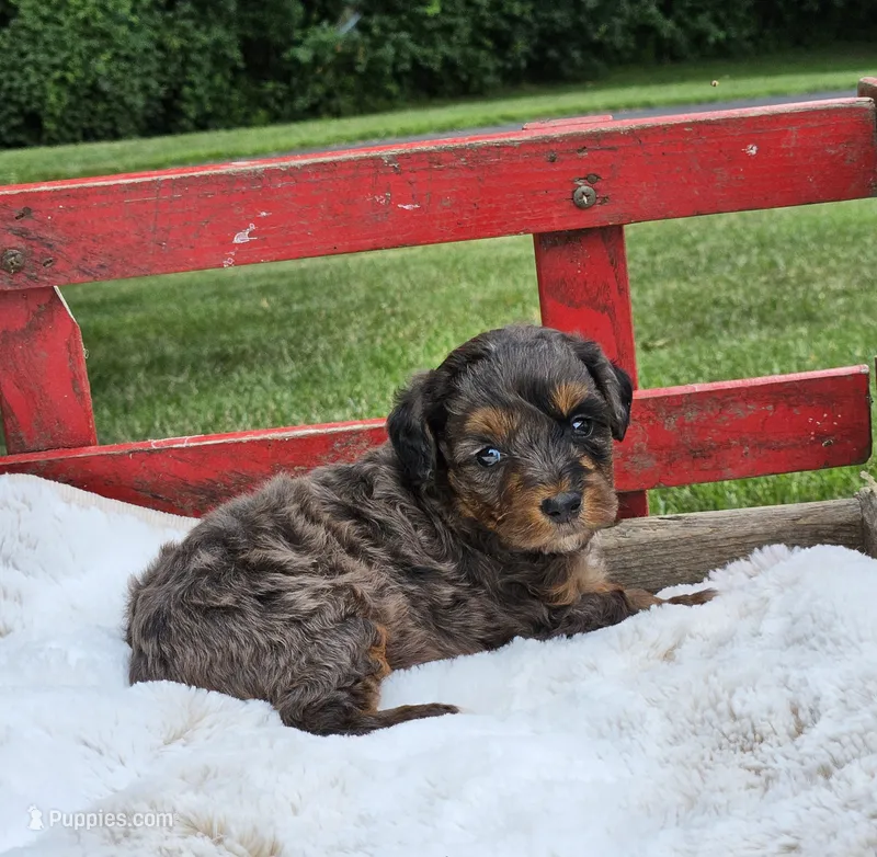 Derby – Goldendoodle, Poodle - Miniature  puppy for sale in Leesburg, OH