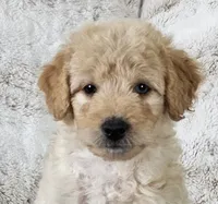 Bristol , a male Poodle - Miniature  for sale in Leesburg, OH – 4 of 9