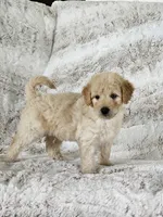 Bristol , a male Poodle - Miniature  for sale in Leesburg, OH – 5 of 9
