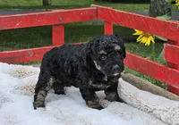 Detroit , a male Goldendoodle and Poodle - Miniature  for sale in Leesburg, OH – 4 of 9