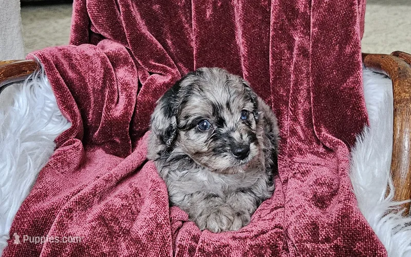 Boston  – Goldendoodle, Poodle - Miniature  puppy for sale in Leesburg, OH