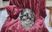 Boston , a male Goldendoodle and Poodle - Miniature  for sale in Leesburg, OH – 1 of 9