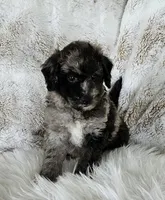 Berlin , a male Goldendoodle and Poodle - Miniature  for sale in Leesburg, OH – 2 of 7