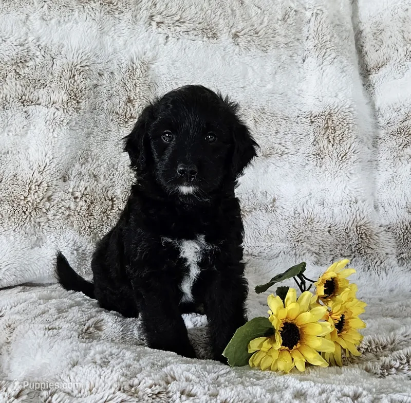 Britain  – Goldendoodle, Poodle - Miniature  puppy for sale in Leesburg, OH