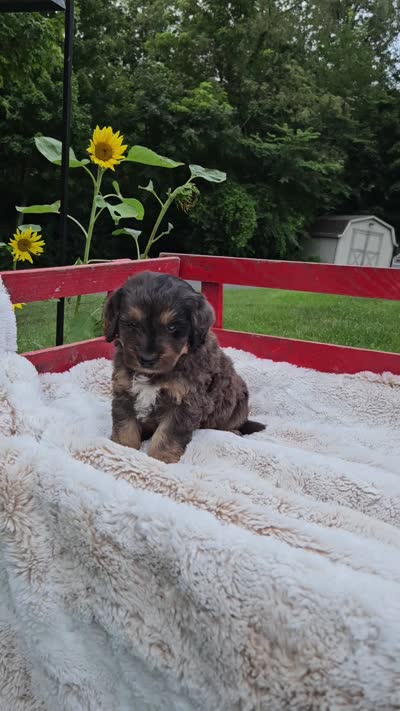Dallas , a male Goldendoodle and Poodle - Miniature  for sale in Leesburg, OH – 7 of 9