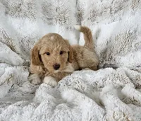 Branson , a male Goldendoodle and Poodle - Miniature  for sale in Leesburg, OH – 4 of 9
