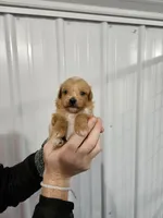 Penny , a female Poodle - Miniature  and Miniature Goldendoodle for sale in Leesburg, OH – Photo 1 of 4