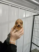 Penny , a female Poodle - Miniature  and Miniature Goldendoodle for sale in Leesburg, OH – Photo 2 of 4