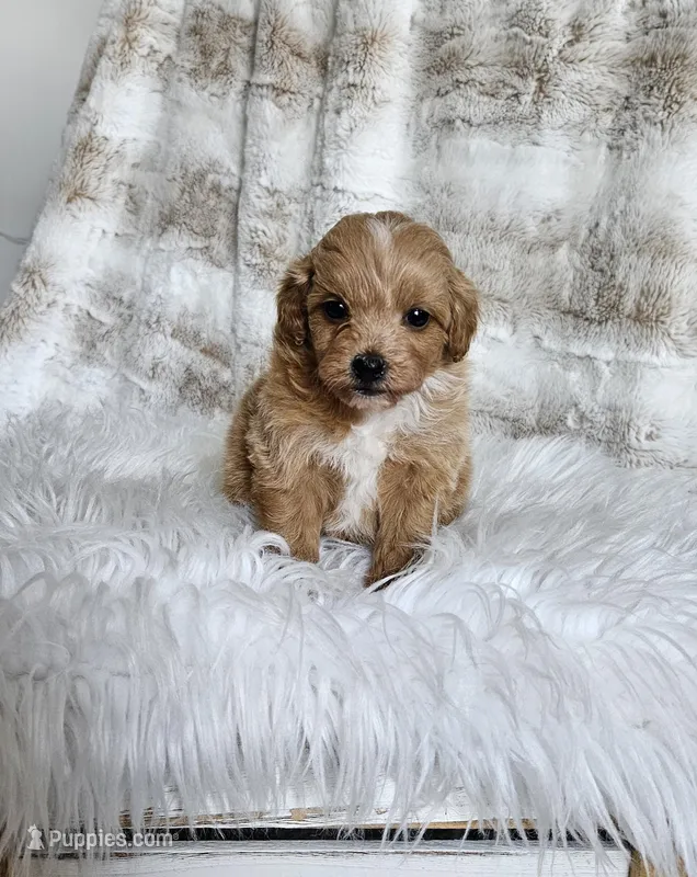 Penny  – Poodle - Miniature , Miniature Goldendoodle puppy for sale in Leesburg, OH