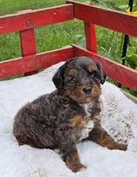 Derby, a male Goldendoodle and Poodle - Miniature  for sale in Leesburg, OH – 5 of 10