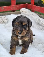 Derby, a male Goldendoodle and Poodle - Miniature  for sale in Leesburg, OH – 4 of 10