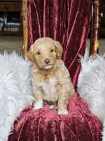 Branson , a male Goldendoodle and Poodle - Miniature  for sale in Leesburg, OH – 6 of 8
