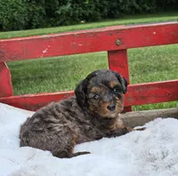 Derby, a male Goldendoodle and Poodle - Miniature  for sale in Leesburg, OH – 3 of 10