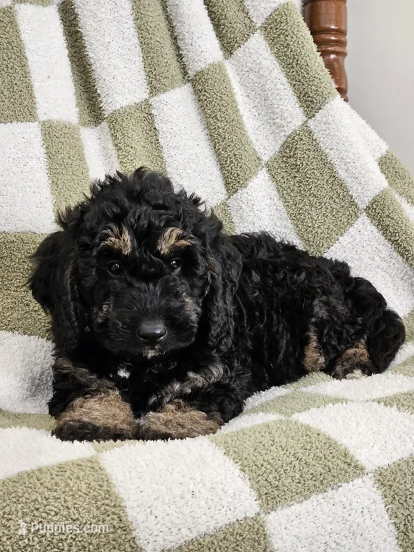Detroit  – Goldendoodle, Poodle - Miniature  puppy for sale in Leesburg, OH