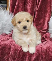 Boise, a male Goldendoodle and Poodle - Miniature  for sale in Leesburg, OH – 5 of 8