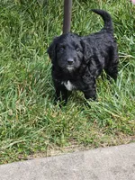 Billings , a male Poodle - Miniature  for sale in Leesburg, OH – 3 of 6