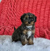 Derby, a male Goldendoodle and Poodle - Miniature  for sale in Leesburg, OH – 5 of 10