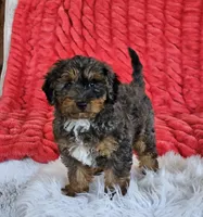 Derby, a male Goldendoodle and Poodle - Miniature  for sale in Leesburg, OH – 2 of 10