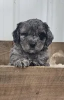 Beaumont , a male Miniature Goldendoodle for sale in Leesburg, OH – Photo 4 of 8