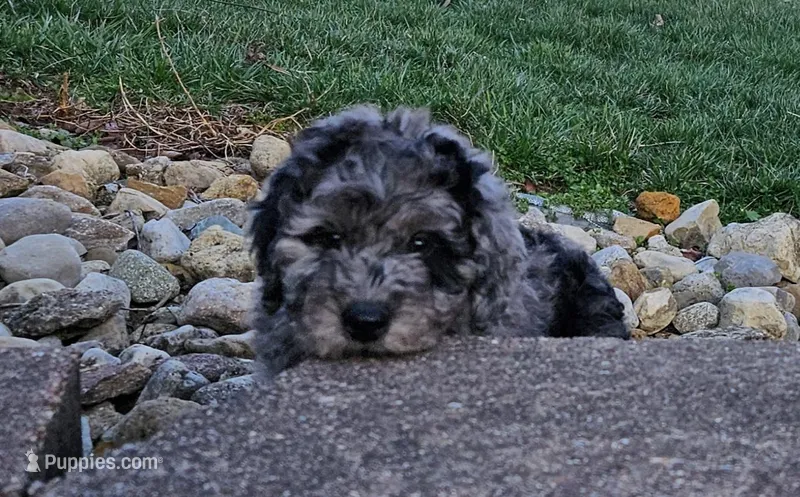 Beaumont  – Poodle - Miniature , Miniature Goldendoodle puppy for sale in Leesburg, OH