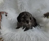 Beaumont , a male Miniature Goldendoodle for sale in Leesburg, OH – Photo 2 of 8