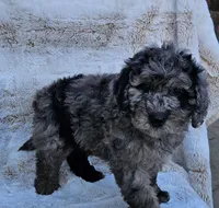 Beaumont , a male Poodle - Miniature  and Miniature Goldendoodle for sale in Leesburg, OH – Photo 4 of 9
