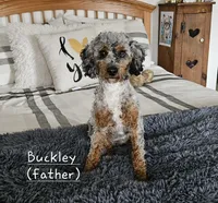 Beaumont , a male Miniature Goldendoodle for sale in Leesburg, OH – Photo 7 of 8