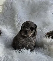 Beaumont , a male Miniature Goldendoodle for sale in Leesburg, OH – Photo 6 of 8