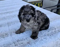 Beaumont , a male Poodle - Miniature  and Miniature Goldendoodle for sale in Leesburg, OH – Photo 7 of 9